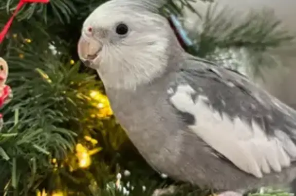 Lost bird, Hurricane Road, 181, Falmouth - male, white and gray/silver - photo