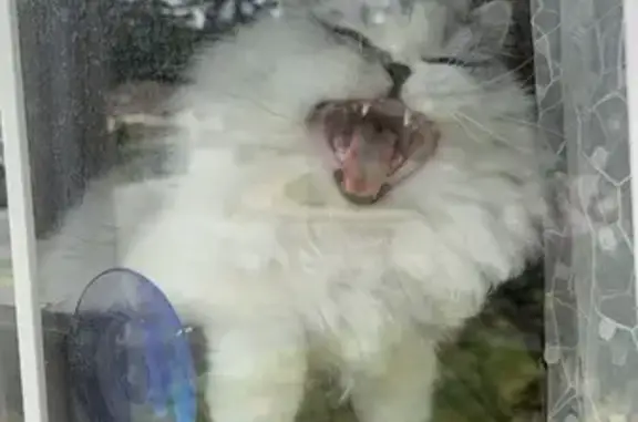 Lost cat, Southeast 70th Street, 11525, Newcastle - female, white & grey Persian mix - photo