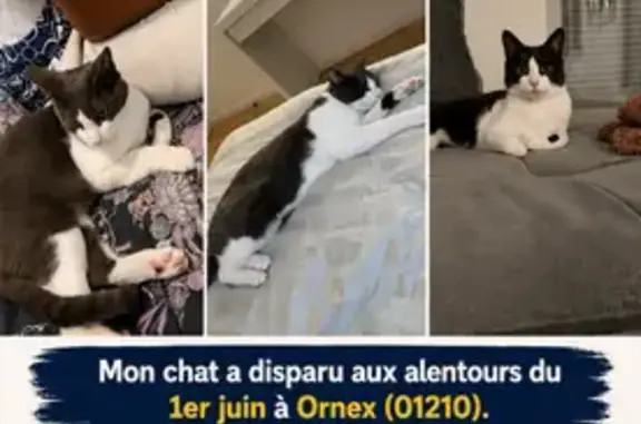 Animaux perdus et trouvés Paris, photo: Chat perdu mâle, Rue de Genève, 1103, Ornex, Paris — tache grise sous le menton