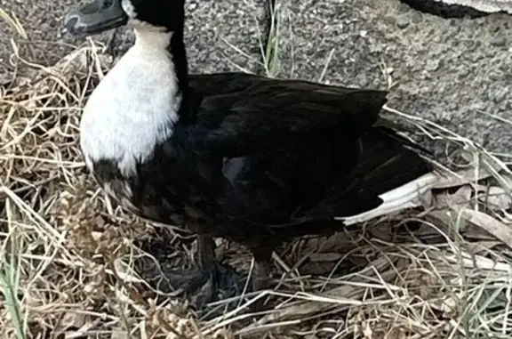 Found pets Chandler, photo: Found bird, North Comanche Drive, 2201, Chandler - very friendly duck, mostly black with some white