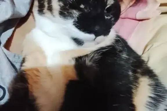 Perdido gato fêmea, Rua Décio Ribeiro Borges, 56 - porte pequeno, pelagem tricolor escamada - photo