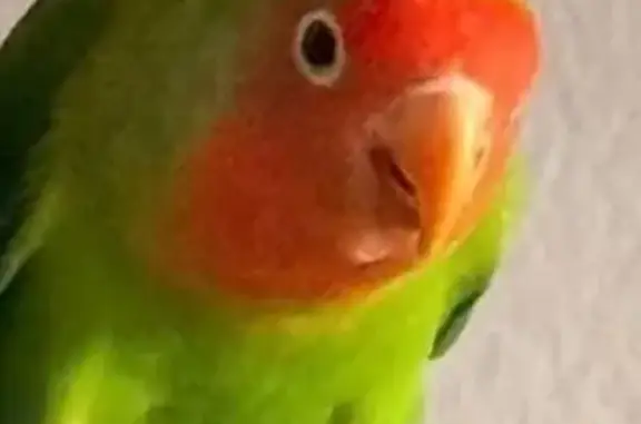 Animales perdidos Valencia, foto: Perdida ave, Carrer de Jaume II, Gandia, Valencia - agapornis verde y naranja