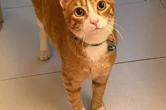 Gatos perdidos, Fuencarral-El Pardo, foto: Perdido gato macho, Calle Portera del Cura, 1, Fuencarral-El Pardo - naranja con patas blancas y rabo atigrado