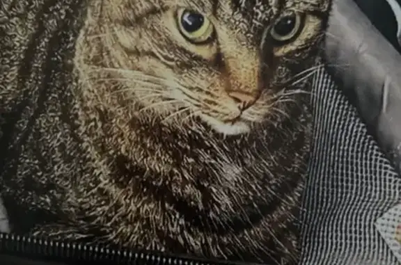 Perdido gato hembra, Paseo de la Estación, 48, Salamanca - se llama Chiquita - photo