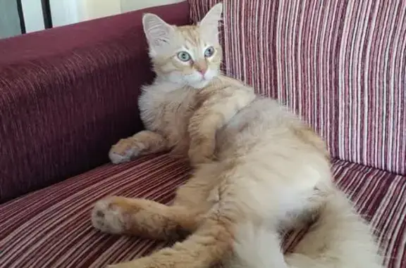 Perdido gato macho, Avenida Ronda de Melilla, 45, Alicante — gatito joven naranja claro, ojos claros y maullido ronco - photo