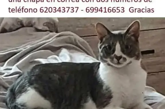 Perdido gato masculino, Calle Diamante de Riviera, 33, Mijas, Fuengirola - gris y blanco con collar y chapa identificativa - photo