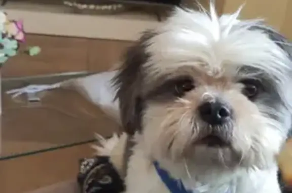 Perdido perro masculino, Carrer Piulo, Paterna - Shih tzu blanco con manchas grises - photo