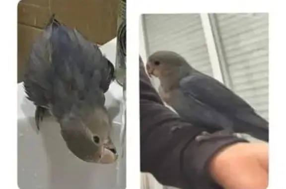 Animales perdidos Gandia, foto: Perdida ave hembra, Carrer Port, 12, Grau i Platja, Gandia - cabeza gris, cuerpo azul y pico rosa