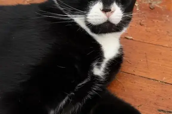 Lost cat, Park Street, 20, Easthampton, Northampton - male, black and white tuxedo cat - photo