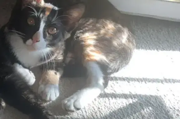 Lost cat, Viking Place, 523, Jeffersonville - photo
