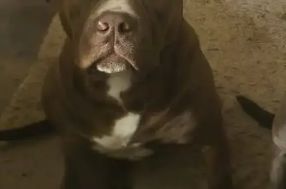 Missing dog Male, St. Louis (usl540480) - photo