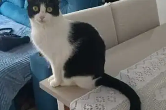Perdido gato fêmea, Rua Claudino Pinto, São Paulo - preta e branca, saiu do apartamento - photo