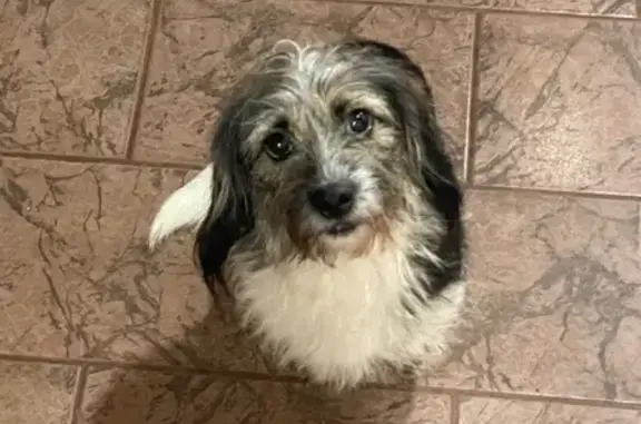 Perdido cachorro fêmea, Rua Bruno Filgueira, 2705 - porte pequeno - photo