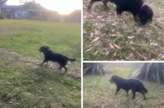 Lost dog, male, Bottle Forest Road, 2C, Sutherland Shire Council, Heathcote — 14-year-old cocker spaniel - photo