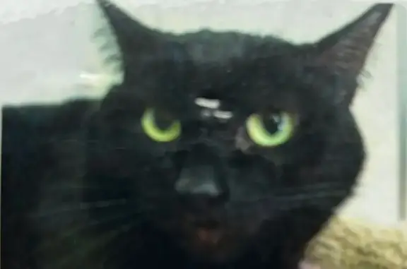 Lost cat, 50th Avenue Southwest, 4700, Seattle - female, all-black, microchipped - photo