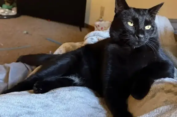 Lost cat, Casey’s gas station on 2500 NW 12th St, Lincoln, Lincoln - male, black cat with white spot on belly and yellow eyes - photo