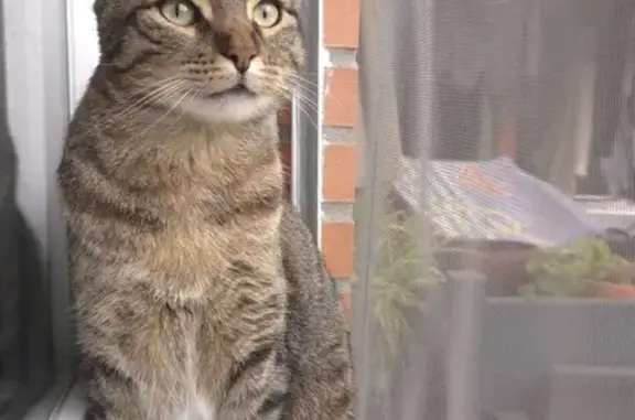 Animales perdidos Vigo, foto: Perdido gato masculino, Calle Uruguay, Parla, Vigo — atigrado y con ojos verdes