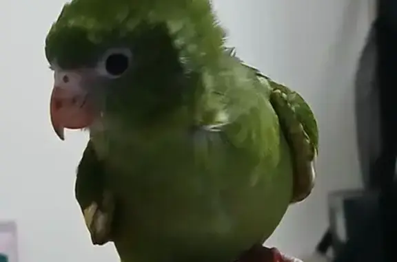 Lost pets Euless, photo: Lost bird, Martha Street, 309, Euless - green and yellow, 4 months