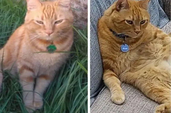 Perdido gato macho, Rua Ernesto Augusto Cleto, 297 - idoso, grande, laranja, olhos verdes - photo