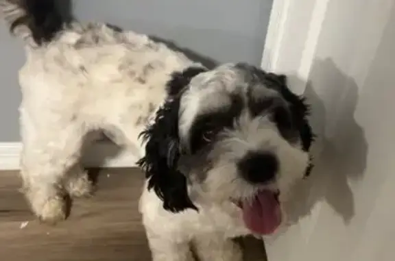 Lost dog, Cannon Road, Delaware, New Castle - black and white - photo