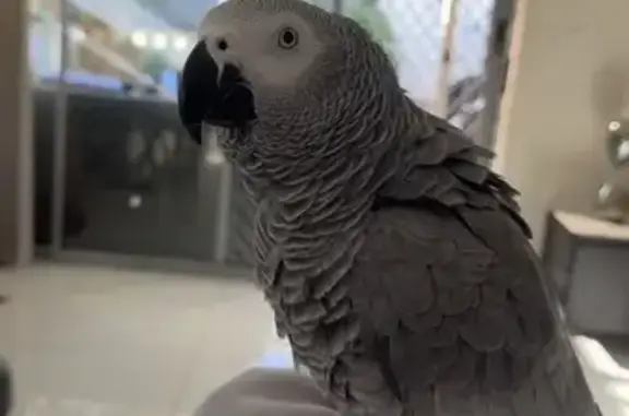Lost bird, Cumberland City Council, New South Wales, Melbourne - male, grey with red tail - photo