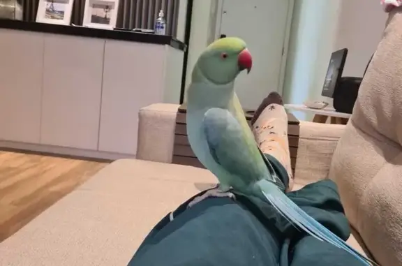 Perdida pássaro macho, Rua Tebas, São Paulo, com anilha prata e cores verde e azul nas asas e rabo - photo