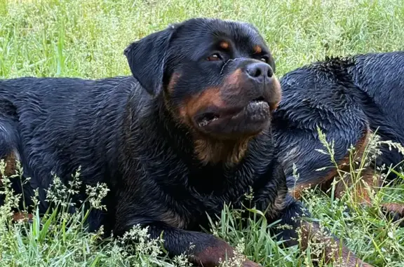 Lost dog, Barnes Road, 6300, Millington, Arlington - female, tan and black Rottweiler - photo