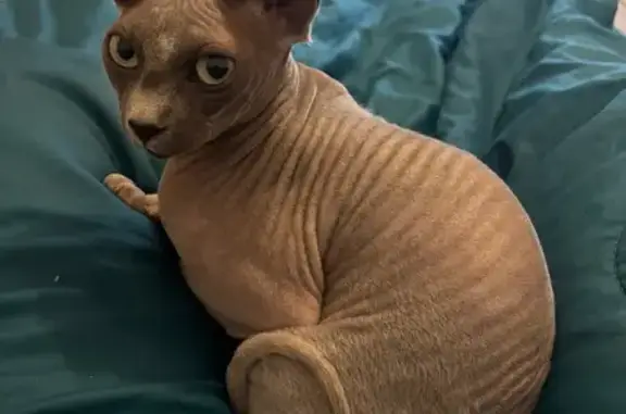 Chat perdu femelle, Rue de Schifflange, 77, Drusenheim, Strasbourg - chatte Sphynx - photo