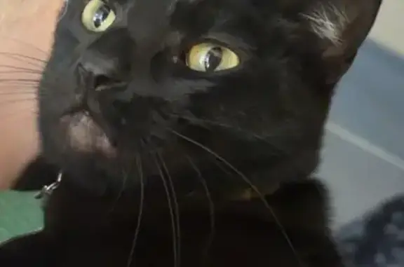 Lost cat, Lunar Drive, 7003, Austin — female, black American Domestic Shorthair - photo