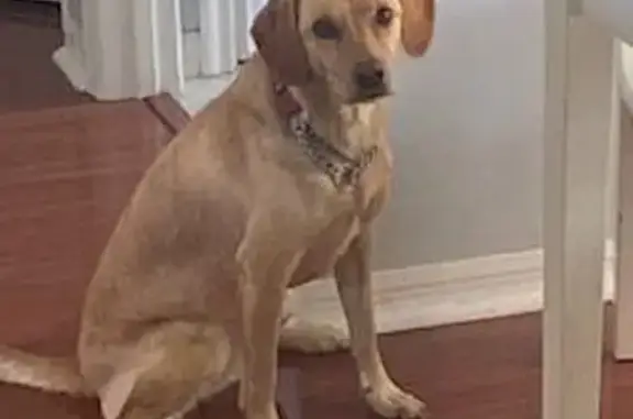 Missing dog Orlando, photo: Lost dog, Lake Burkett Drive, 9160, Orlando - friendly medium-sized blonde mix