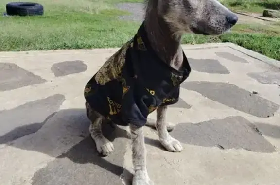 Búsqueda de mascotas, foto: Encontrado perro macho, Casuarinas, 63, Los Morales, 54800 Cuautitlán de Romero Rubio, Cuautitlán de Romero Rubio, Mexico City - cachorro cruza de xoloitcuintle
