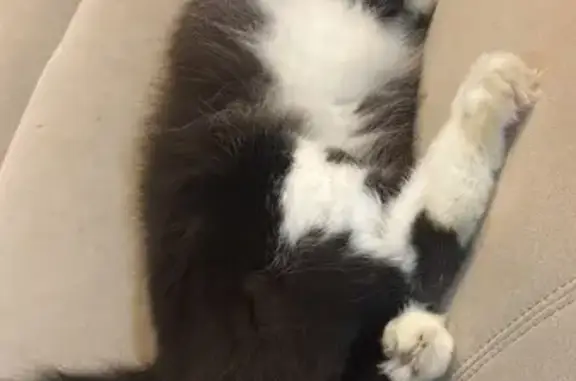 Missing cat Serangoon, photo: Lost cat, Rivervale Drive, 190B, Serangoon — male, black & white, fluffy tail