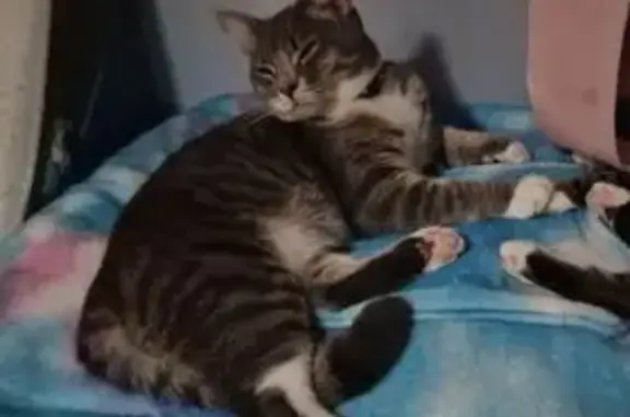 Lost cat, Moorland Avenue, Gildersome, Gildersome - male British Blue tabby - photo