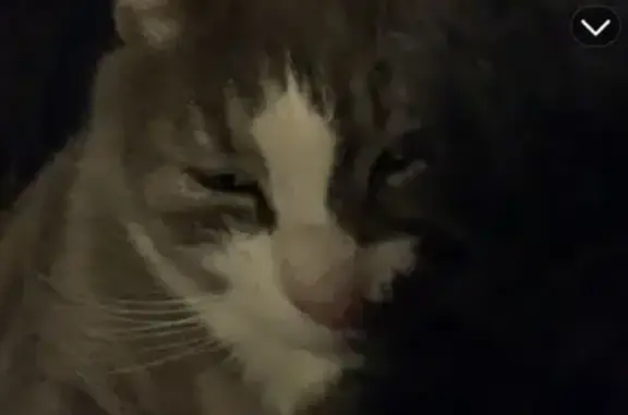 Missing cat Phillipsburg, photo: Lost cat, Hudson Street, 290, Phillipsburg - grey and white, green eyes