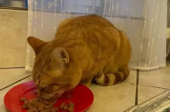 Chat perdu mâle, Place du Peuple, 3, Saint-Étienne, Le Petit-Quevilly - roux, très affectueux - photo
