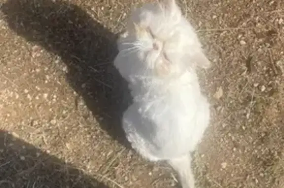 Perdido gato masculino, Diseminado Sector 6, 271, Llucmajor — persa blanco, cara chata y pelo rapado - photo