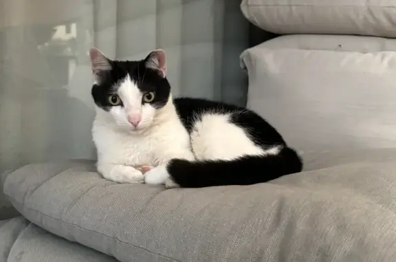 Gato perdido macho en Carrer de Pazzis Sureda, 3, Palma — con microchip - photo