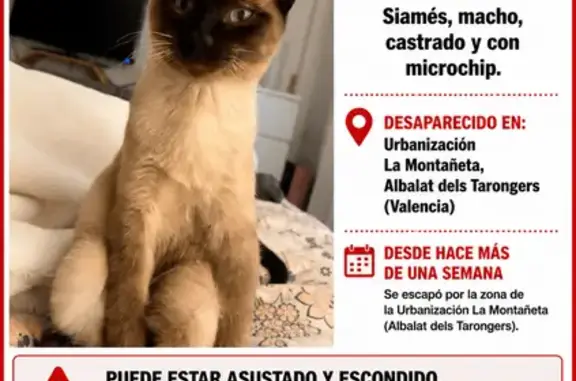 Perdido gato masculino siamés, Carrer Secretari Mateu, Albalat dels Tarongers, Sagunto — 9 meses - photo
