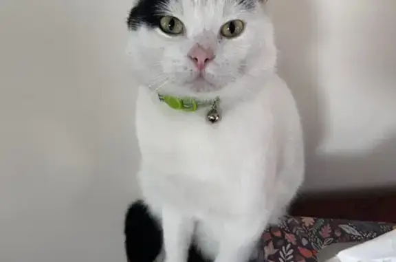 Lost cat, Taylor Avenue, Maitland City Council, Sydney — male, bright green collar - photo