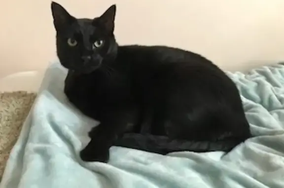 Missing cat Female, Goulburn (al496625) - photo