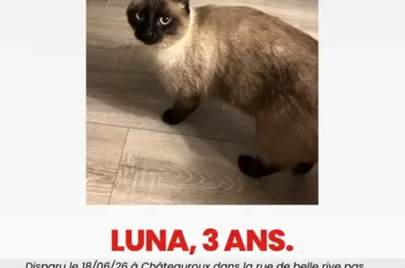 Perdu chat femelle, Rue de Belle-Rive, Saint-Denis - petite taille et stérilisée - photo