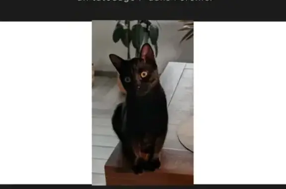 Chat perdu mâle, Route du Tertre à Burin, Missillac — petit tout noir avec tatouage P - photo
