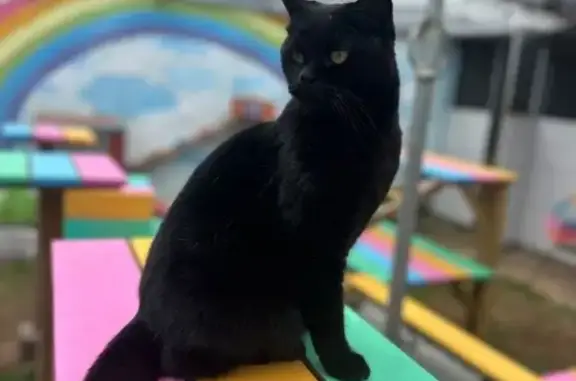 Chat perdu femelle, Rue de la Plaine, 65, Le Grand-Lemps — noire unie, pucée et castrée - photo