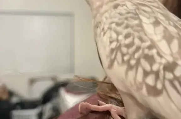 Lost bird, Guirado Street, 2802, Los Angeles - female cockatiel, all white with gray speckles - photo