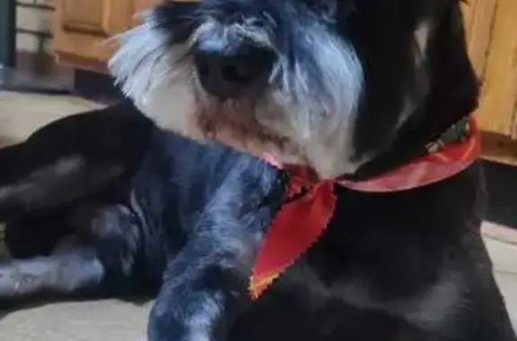 Lost dog, Ryan Street, Carletonville, Johannesburg - male, with a collar - photo