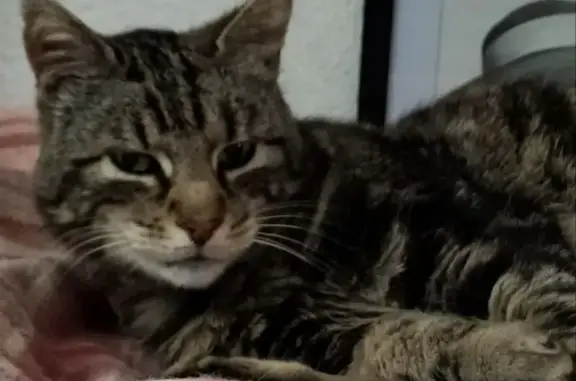 Chat trouvé Amiens, photo: Chat trouvé, Boulevard de Pont Noyelles, 38, Amiens - tigré, harnais rouge