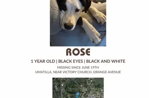 Lost dog, Beach Drive, 37311, Umatilla - photo