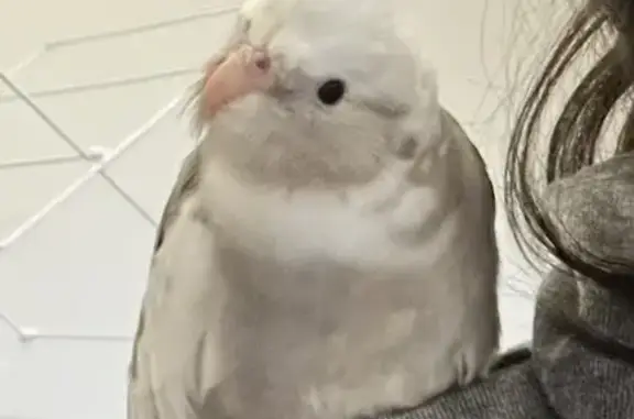 Lost Bird male, Chimineas Avenue, 6857, Los Angeles — flew west toward Reseda and Vanowen - photo