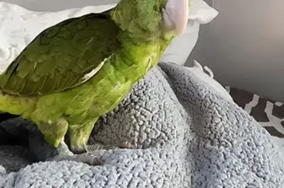 Lost pets Los Angeles, photo: Lost bird, West 67th Street, 340, Los Angeles - male double yellow headed Amazon