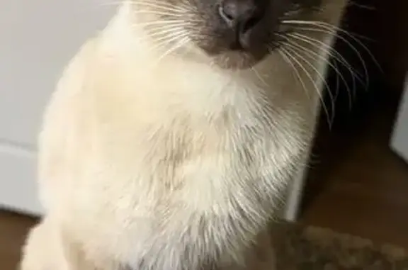 Lost cat, Whitehall Commons Lane, 120, Cleveland - male, blue eyes, black studded collar - photo